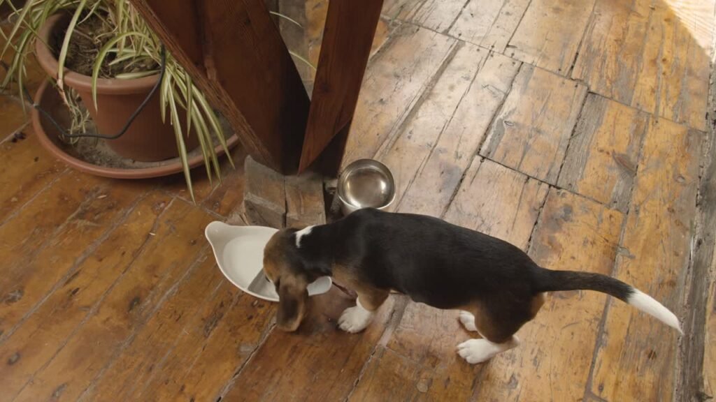 Puppy drinking water from a bowl