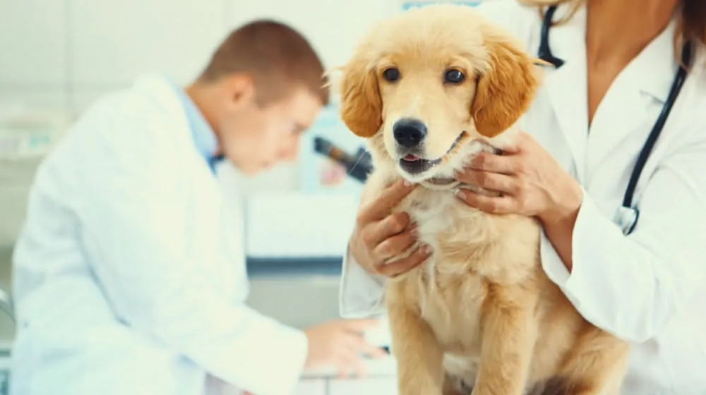 Pet Insurance Waiting Periods: How They Work in 2026 12 Puppy at its first veterinary visit