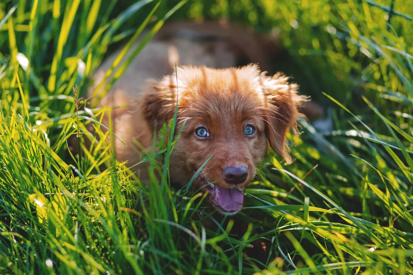 Is Pet Insurance Worth It? An Honest 2026 Breakdown 12 Puppy playing in grass — when insurance clearly pays