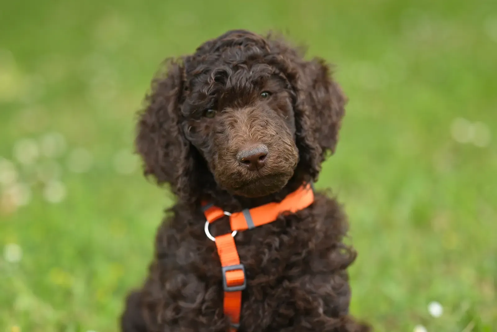 How to Leash Train a Puppy: 5 Steps to Walk Without Pulling 12 Puppy wearing a fitted harness — two fingers between collar and neck