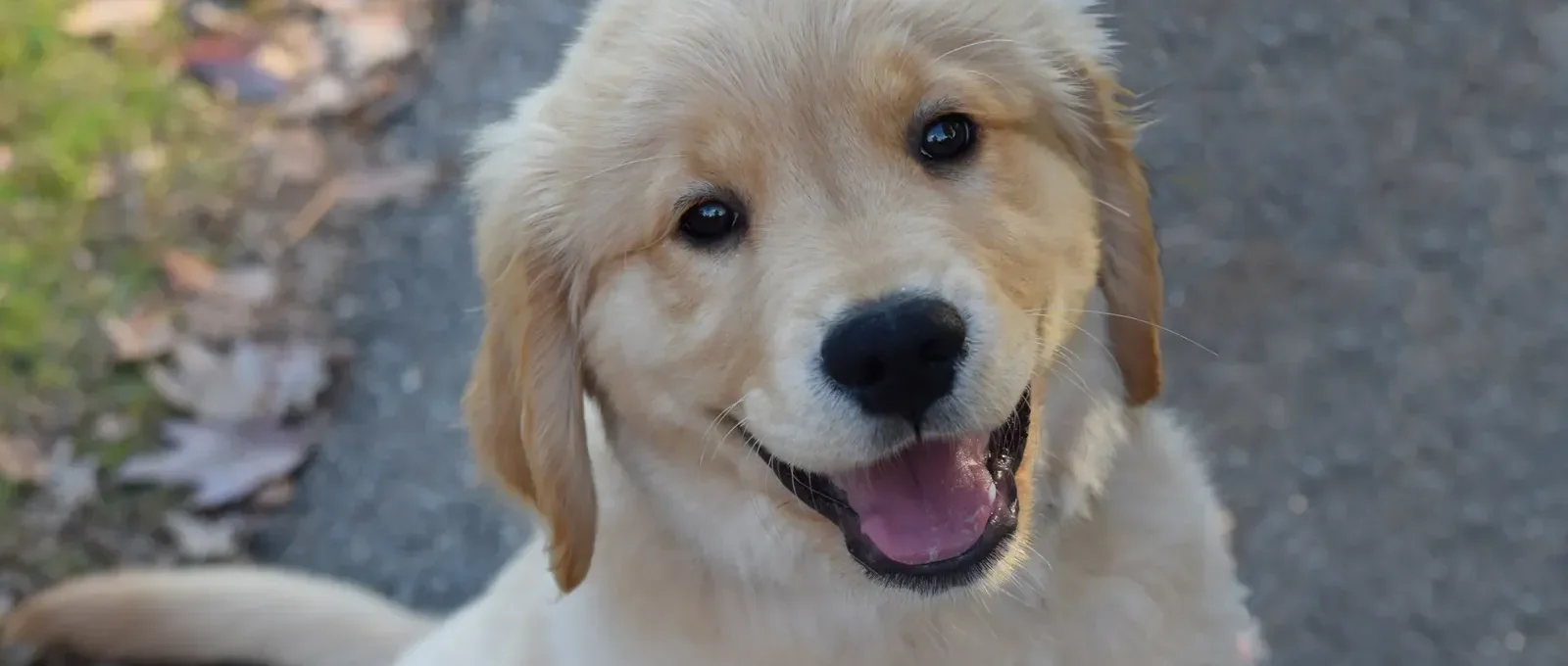 Happy puppy — the cheapest age to buy pet insurance
