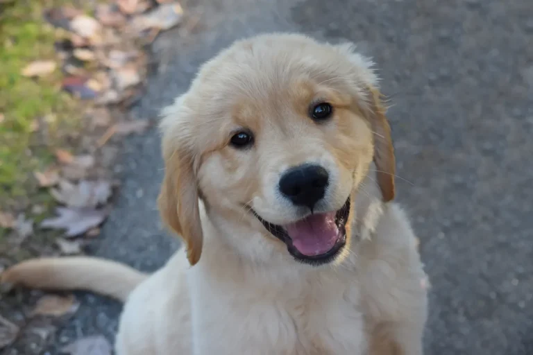 Happy puppy — the cheapest age to buy pet insurance