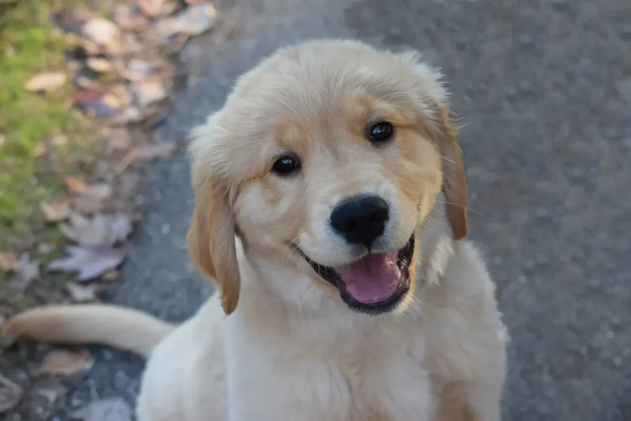 Happy puppy — the cheapest age to buy pet insurance