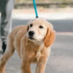 Puppy walking on a leash — how to leash train a puppy in 5 steps