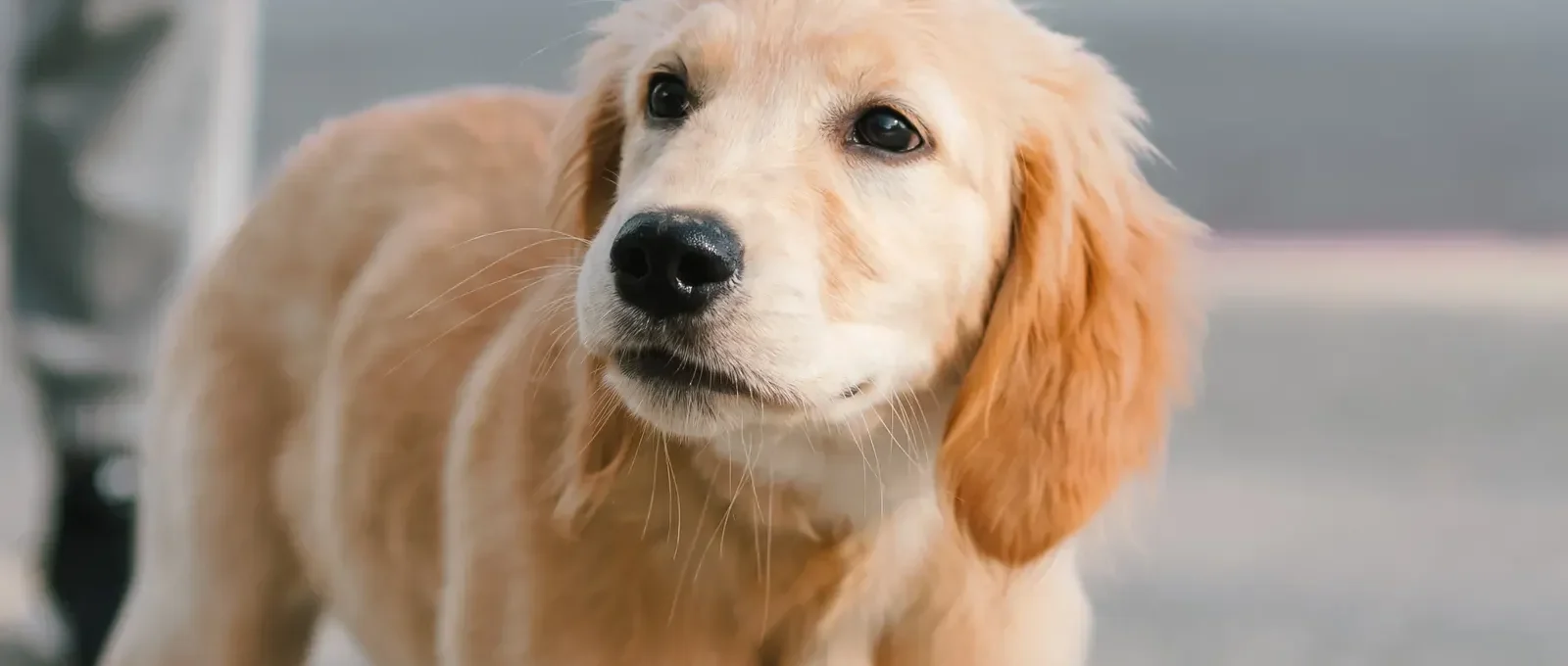 Puppy walking on a leash — how to leash train a puppy in 5 steps