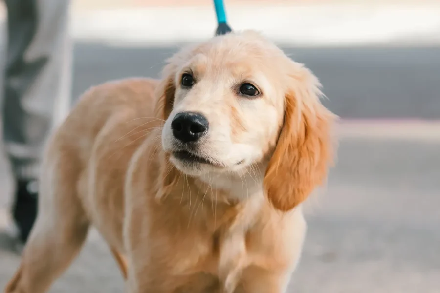 How to Leash Train a Puppy: 5 Steps to Walk Without Pulling 20 Puppy walking on a leash — how to leash train a puppy in 5 steps