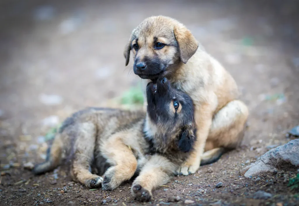 How to Raise a People-Friendly Dog: The Complete Guide to Socialization That Actually Works 12 Puppy meeting new people during early socialization