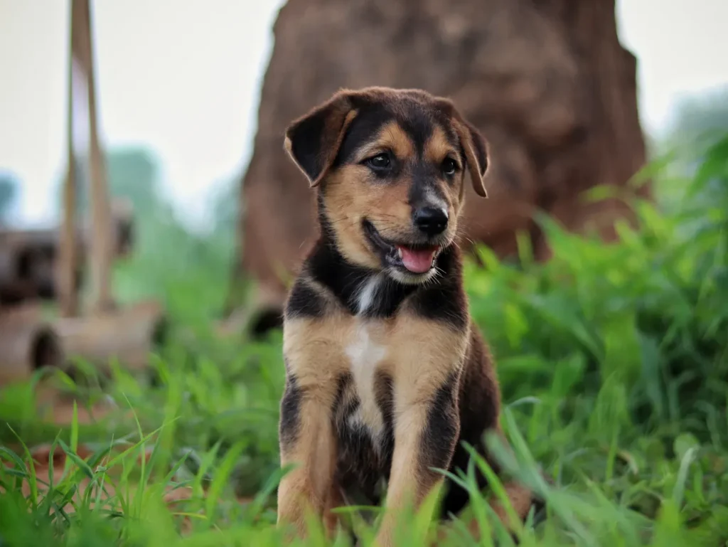 Puppy outdoors — potty training consistency wins