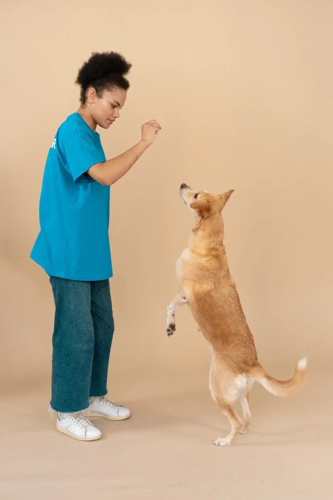 Puppy learning to sit — start with the basics