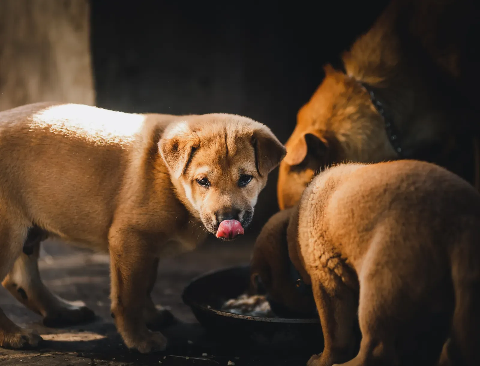 Best Slow Feeder Bowls for Dogs (2026): 5 Picks That Actually Work 14 Puppy eating from a slow feeder bowl — safe with supervision