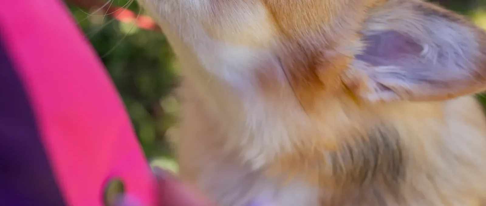 Puppy training with treats — how to train a puppy fast