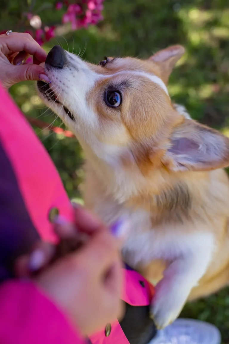 Puppy training with treats — how to train a puppy fast