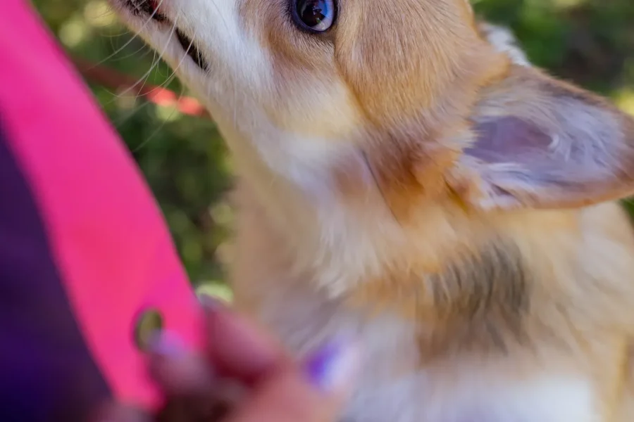 How to Train a Puppy Fast: Step-by-Step Guide for First-Time Dog Owners (2026) 18 Puppy training with treats — how to train a puppy fast