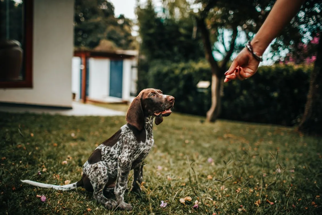 How to Crate Train a Puppy in 7 Days 13 Puppy sitting for a treat reward during training