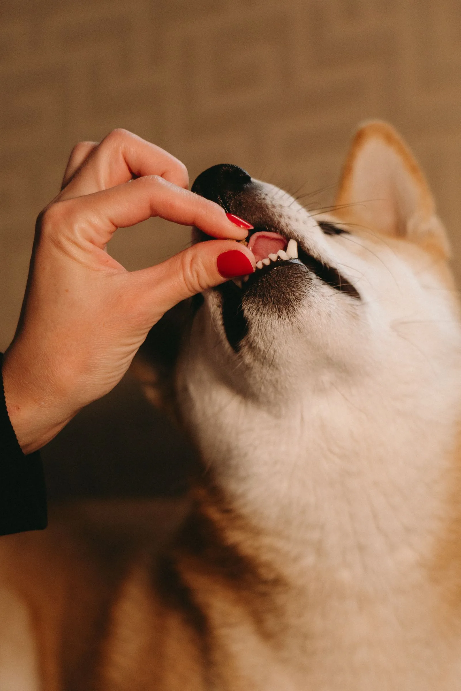 How to Stop Puppy Biting: 5 Steps That Actually Work 14 Owner rewarding a puppy with a treat for gentle mouth behavior