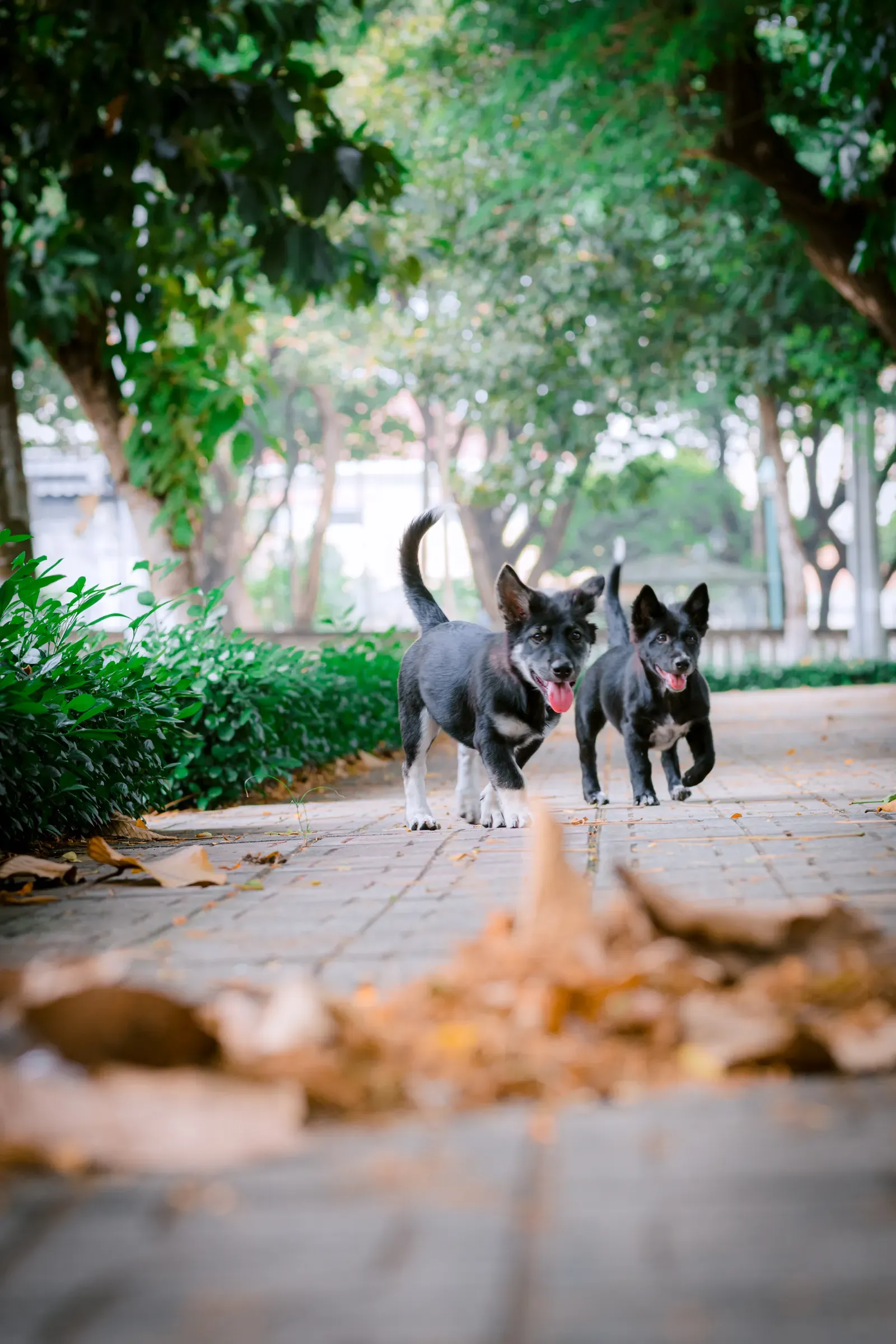 How to Leash Train a Puppy: 5 Steps to Walk Without Pulling 14 Puppy walking at the park on a slack leash — proofing in the real world