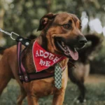 Happy rescue dog — pet insurance for shelter adoptees
