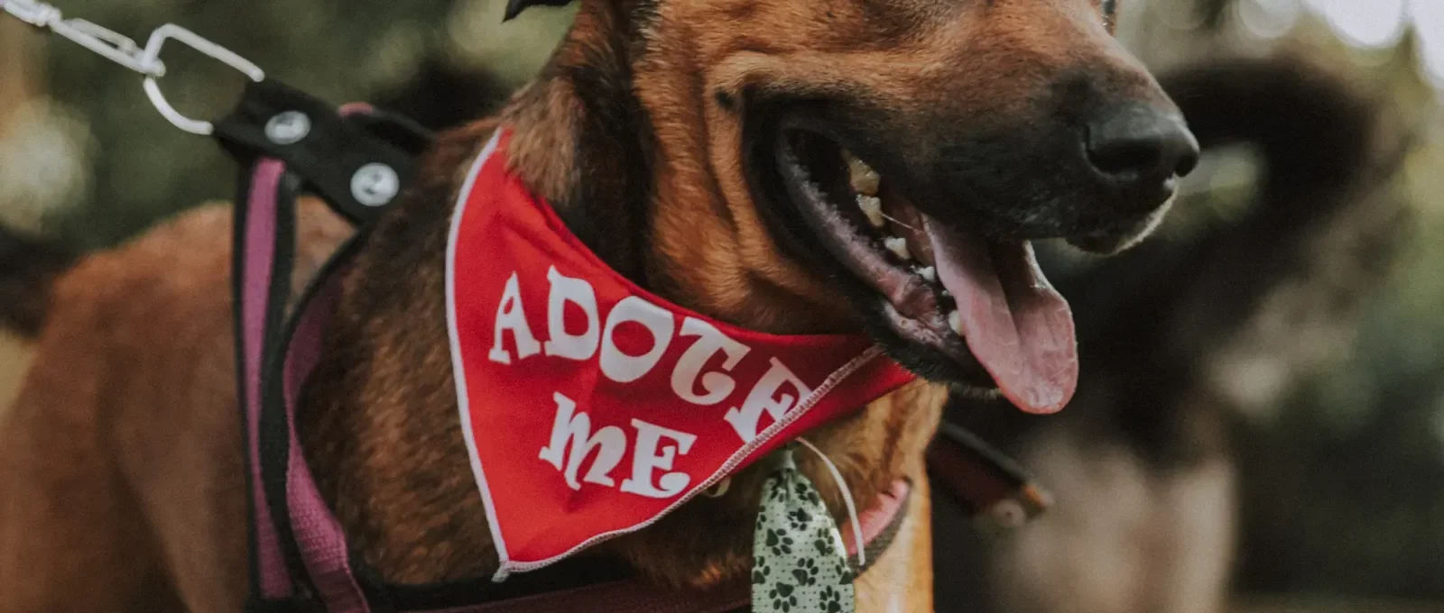Happy rescue dog — pet insurance for shelter adoptees