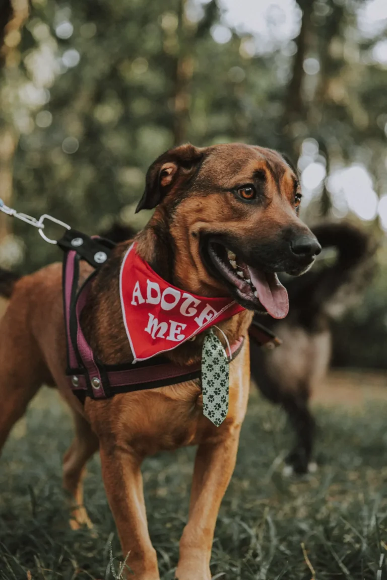Happy rescue dog — pet insurance for shelter adoptees
