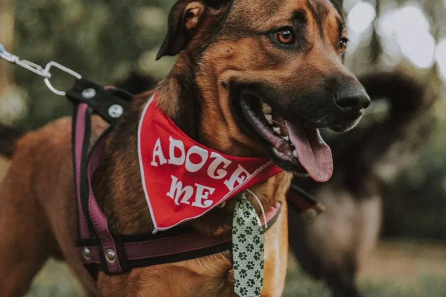 Pet Insurance for Rescue Dogs: What Every Adopter Should Know 20 Happy rescue dog — pet insurance for shelter adoptees