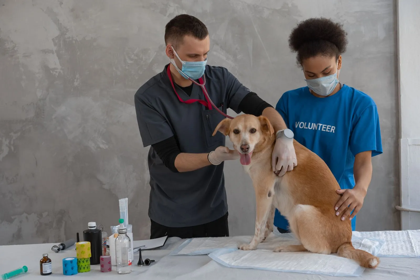 First vet visit after adopting a rescue dog
