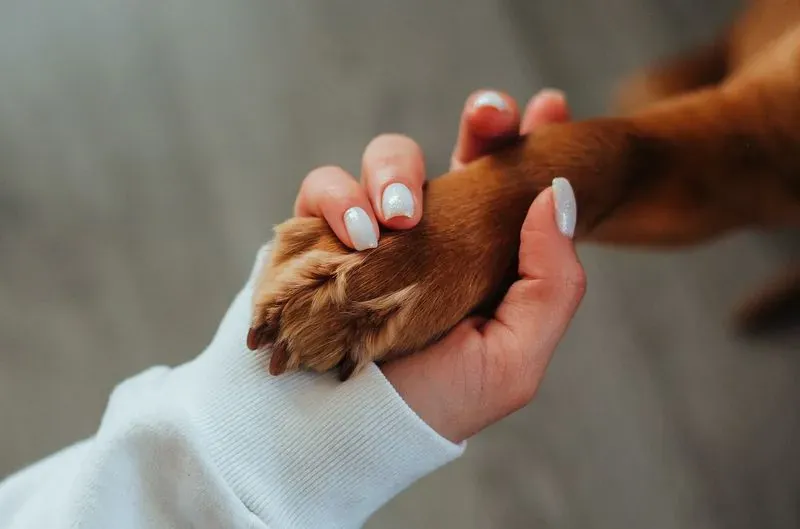 Saying goodbye — what pet insurance pays for at the end of life
