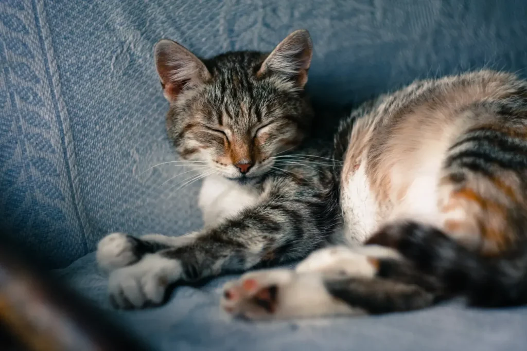 Why Do Cats Sleep So Much? 15 Astonishing Facts About Cat Sleeping Habits, Positions & Patterns Explained 14 Senior cat resting — older cats sleep more