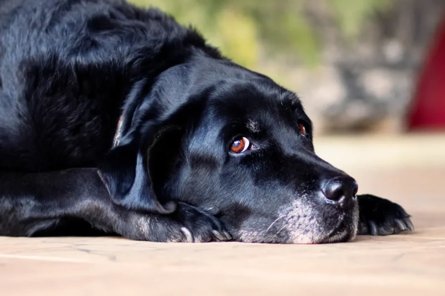 Senior dog resting — senior dog care guide