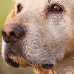 Senior dog with grey muzzle — pet insurance for senior dogs.