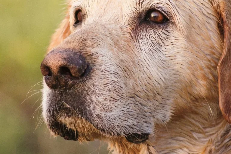 Senior dog with grey muzzle — pet insurance for senior dogs.