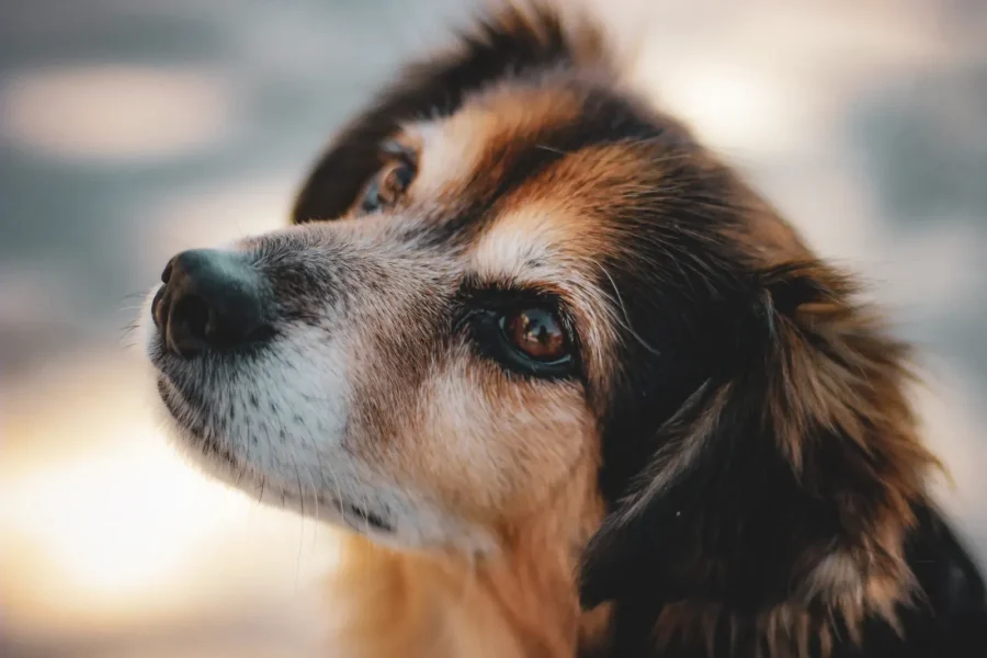 Senior dog with grey muzzle resting