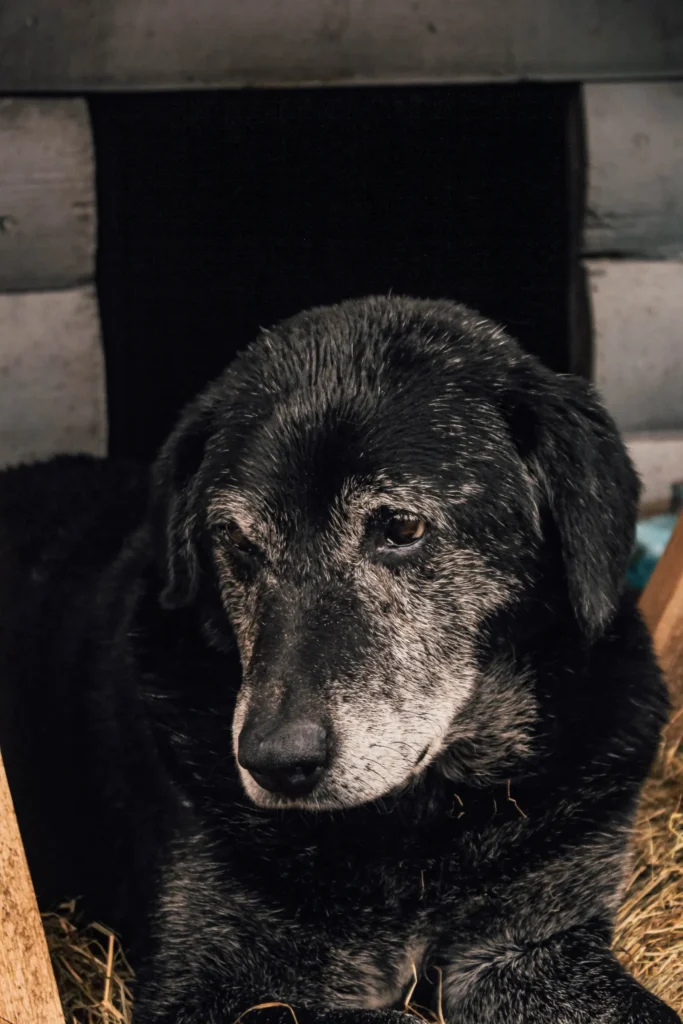 15 Signs Your Dog Is Dying: What to Watch For and How to Help Them Go Peacefully 12 Senior dog with a grey muzzle — aging vs dying