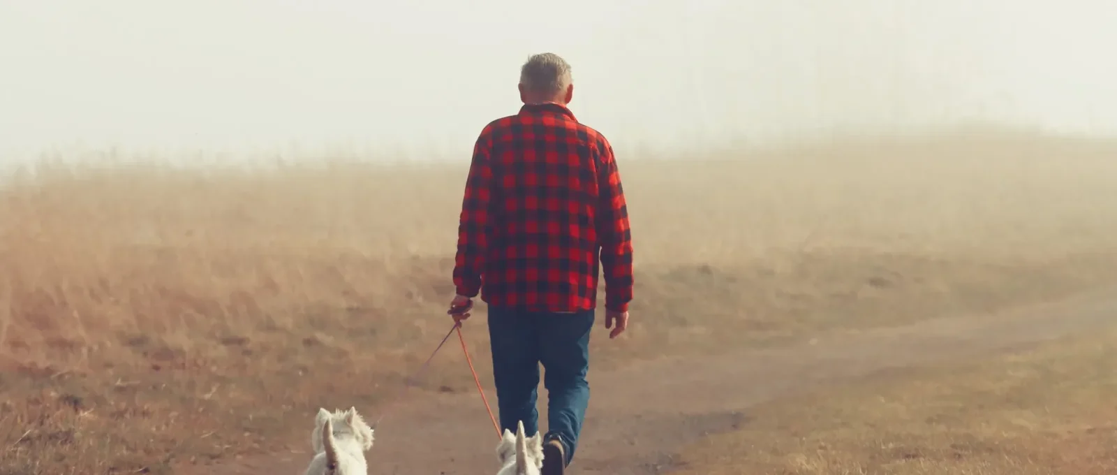 Senior dog on a walk — joint supplements for senior dogs