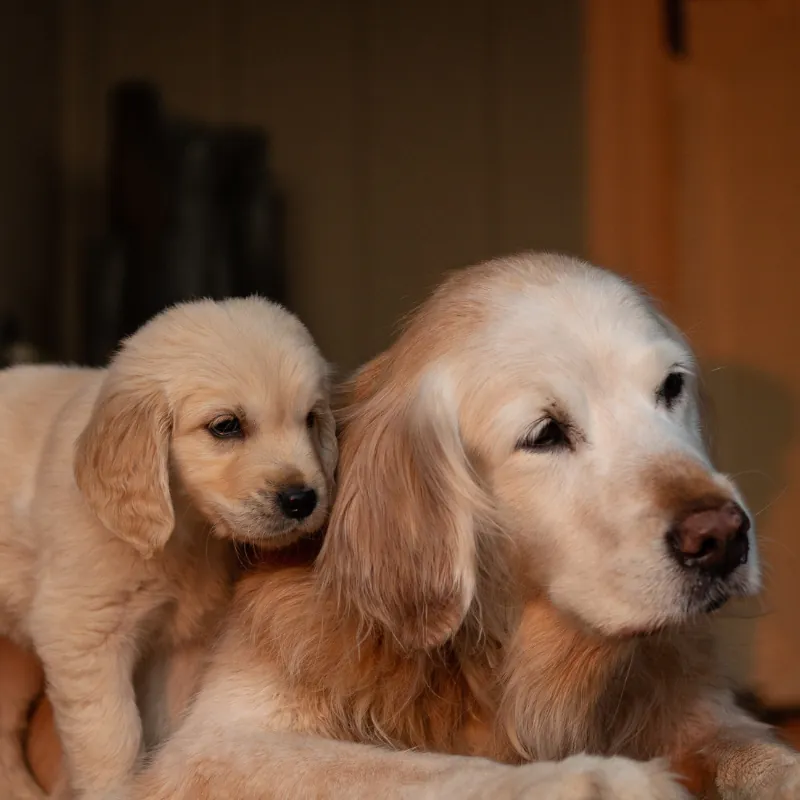 Best Pet Insurance for Multiple Pets (2026 Guide) 13 Senior dog and puppy — insuring young and old pets together