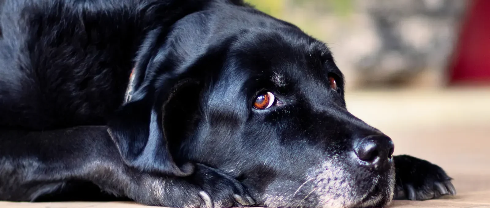 Senior dog resting peacefully — 15 signs your dog is dying