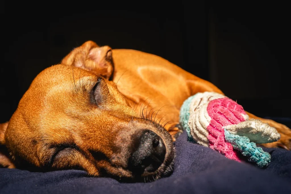 Why Is My Dog Sleeping So Much? 9 Possible Reasons 14 Senior dog napping — older dogs sleep more as they age