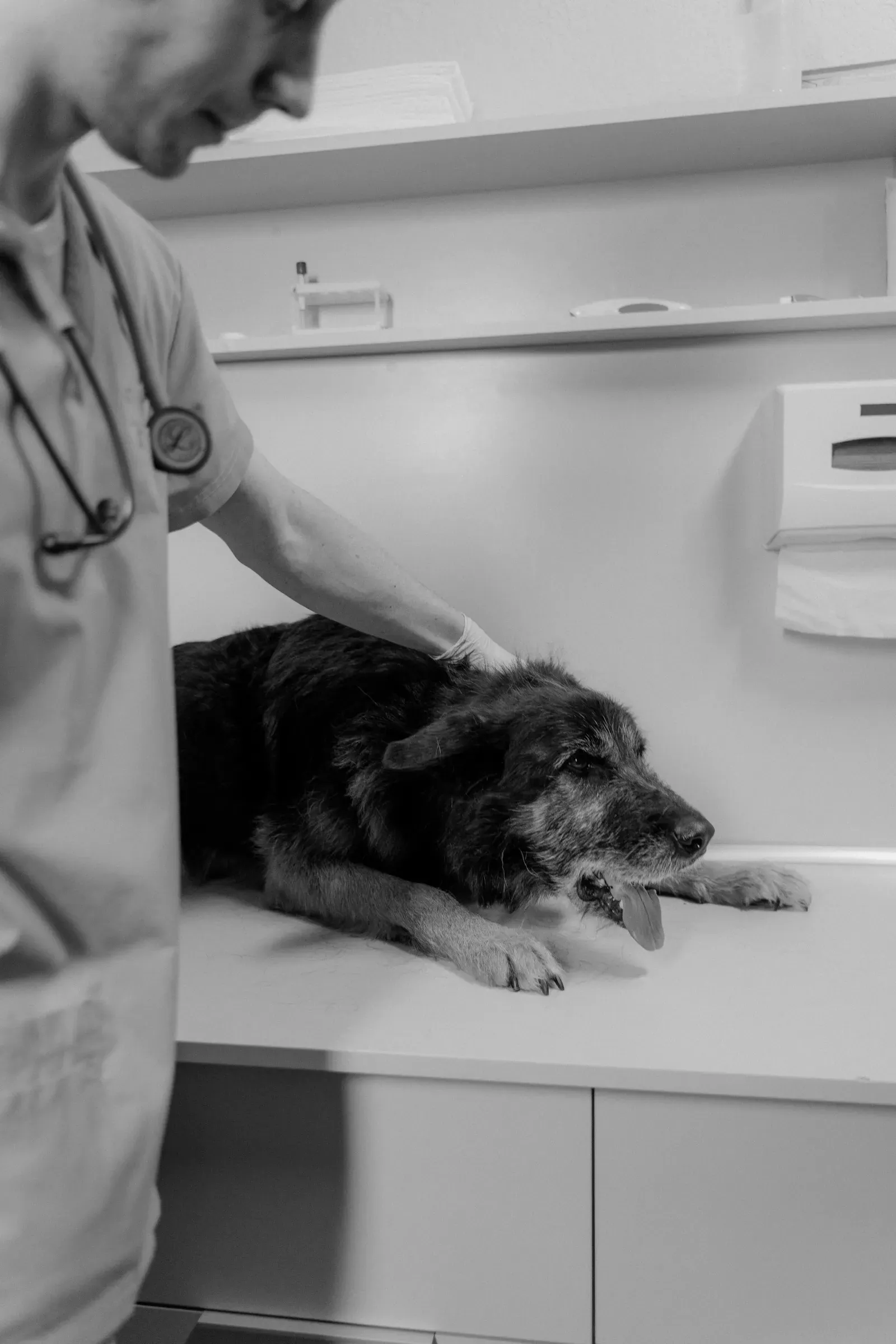 Best Pet Insurance for Senior Dogs (2026 Guide) 12 Senior dog at the veterinarian for a checkup