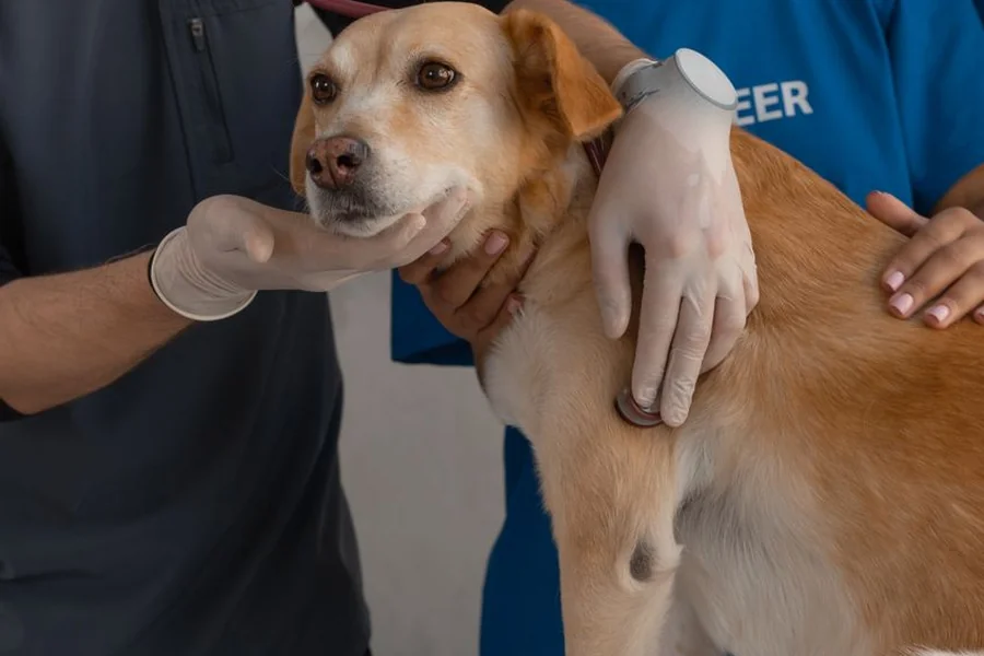 Pet Insurance for Senior Dogs: Is It Worth It? (2026 Guide) 12 Older dog at a veterinary checkup.