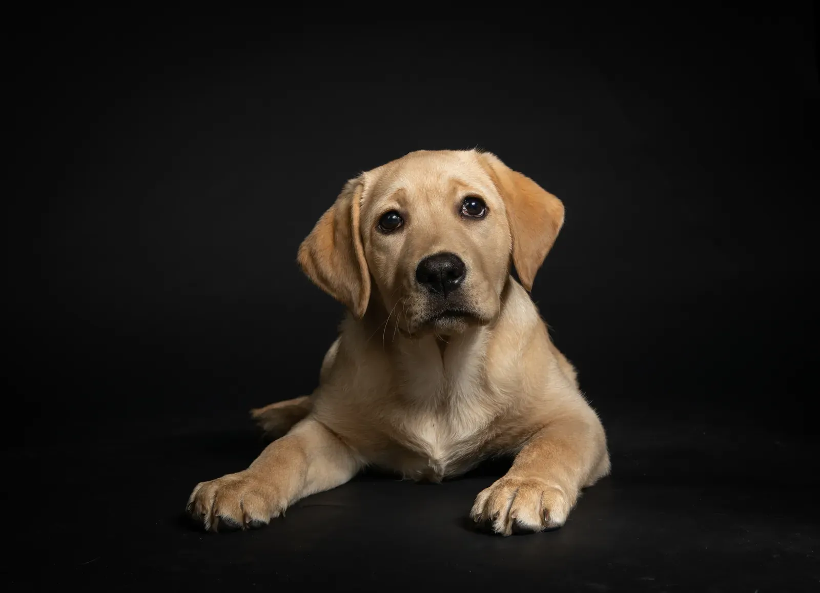 Best Pet Insurance for Senior Dogs (2026 Guide) 13 Senior Labrador Retriever lying down