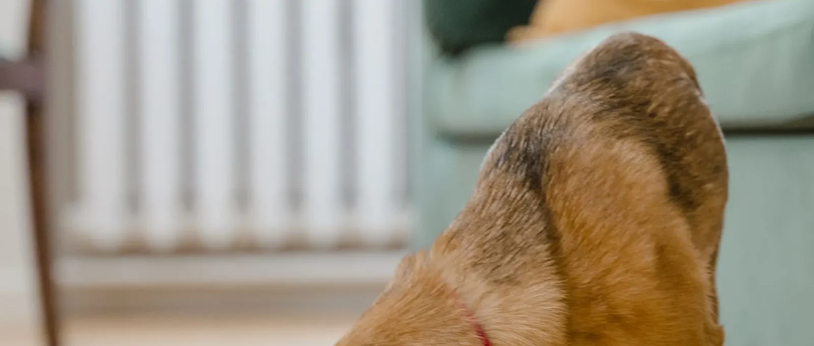 Dog eating gentle food for a sensitive stomach