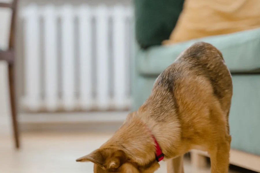 Dog eating gentle food for a sensitive stomach
