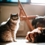 Cat and dog together in a sunny home — each pet needs its own separate pet insurance policy