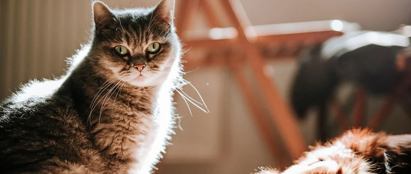 Cat and dog together in a sunny home — each pet needs its own separate pet insurance policy