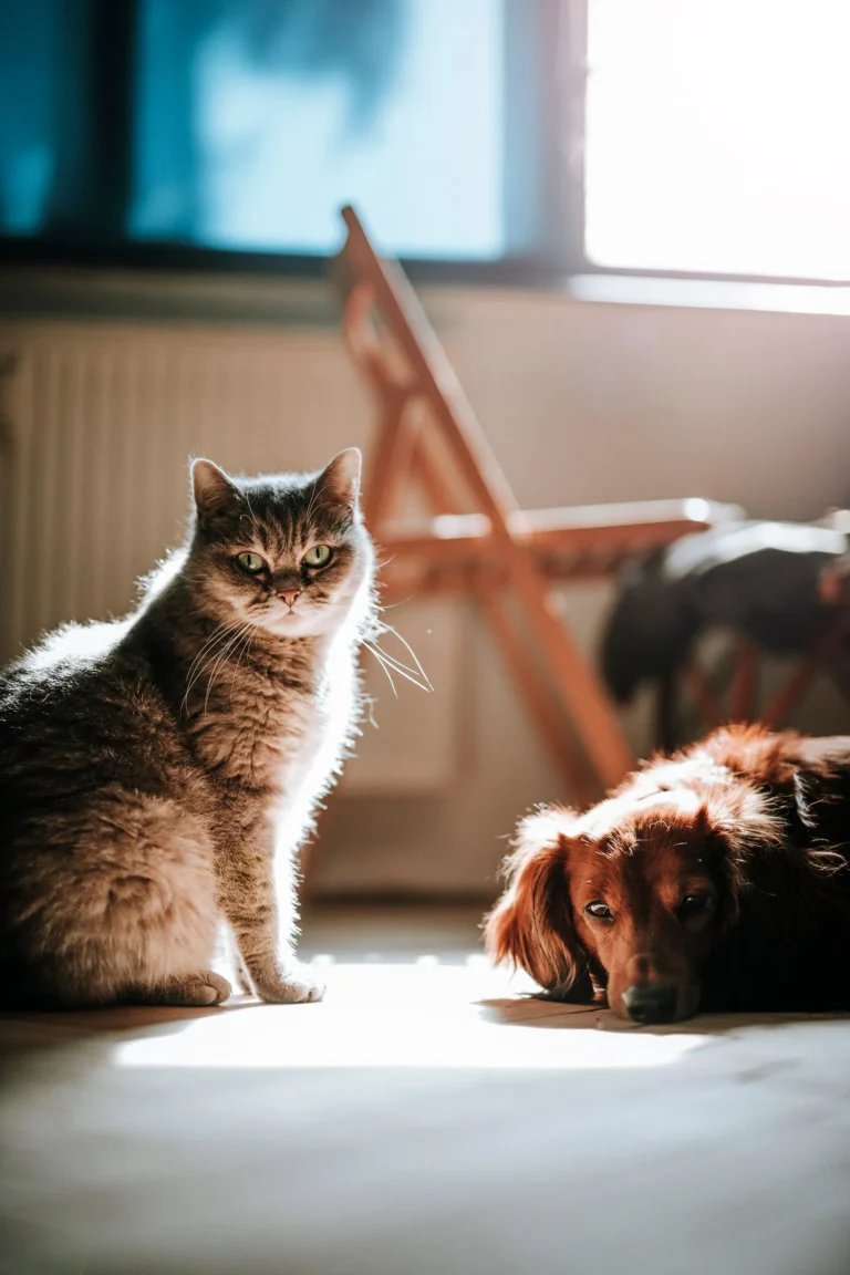 Cat and dog together in a sunny home — each pet needs its own separate pet insurance policy