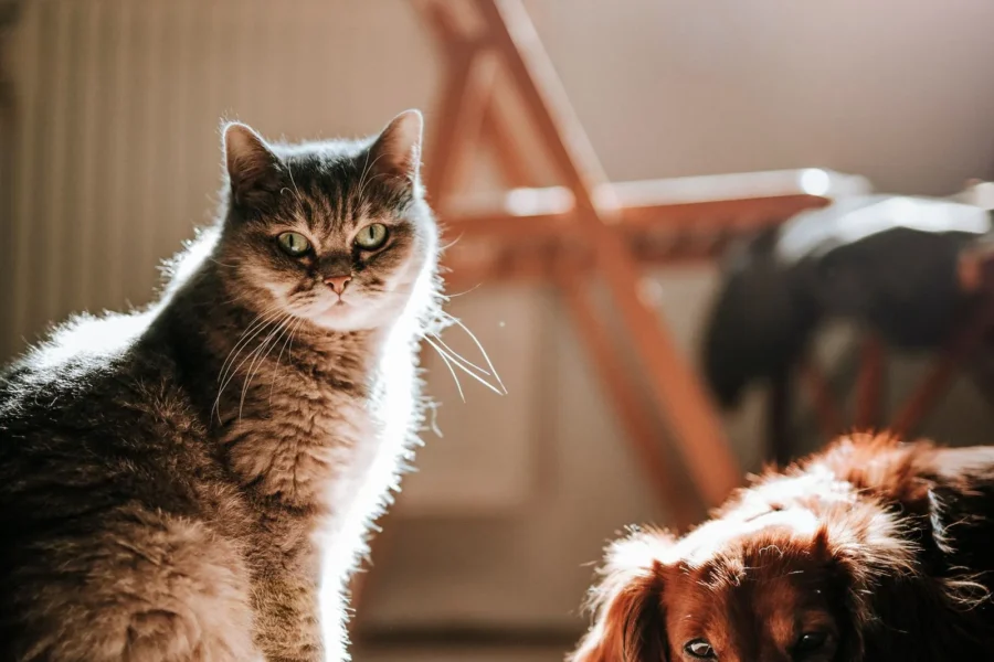 Do You Need Separate Policies for Each Pet? Multi-Pet Rules Explained (2026) 17 Cat and dog together in a sunny home — each pet needs its own separate pet insurance policy