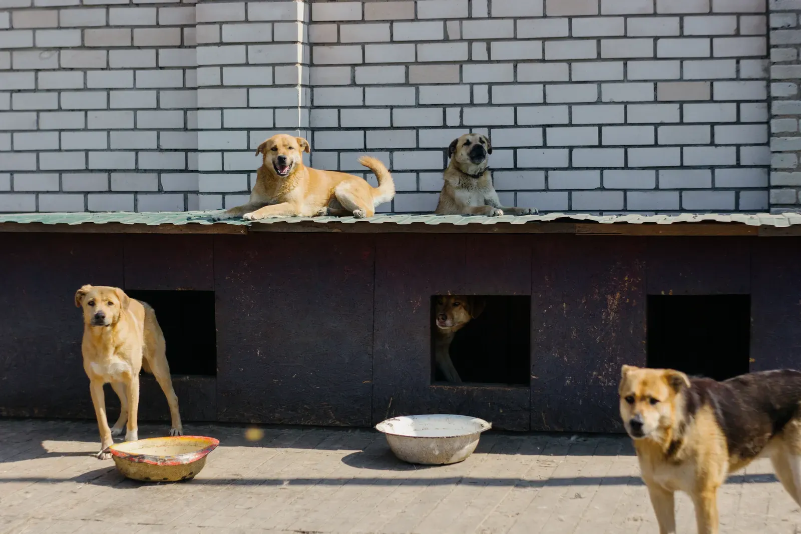 Shelter dog waiting for adoption