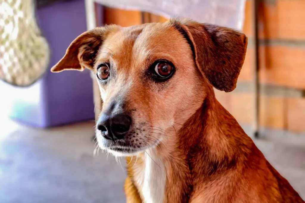 Nervous dog — signs your dog lacks confidence