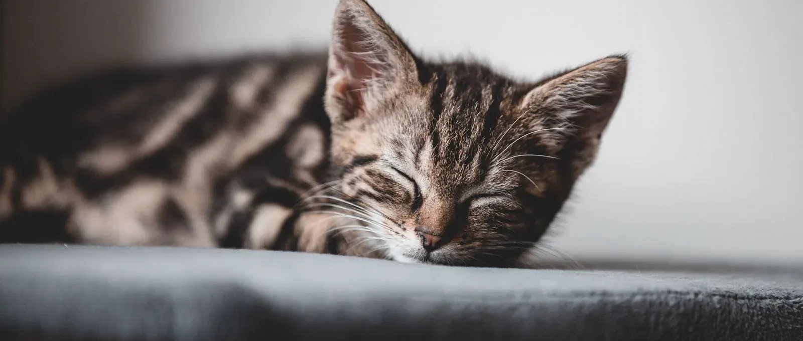 Cat sleeping curled up — 5 amazing facts about cat sleep habits