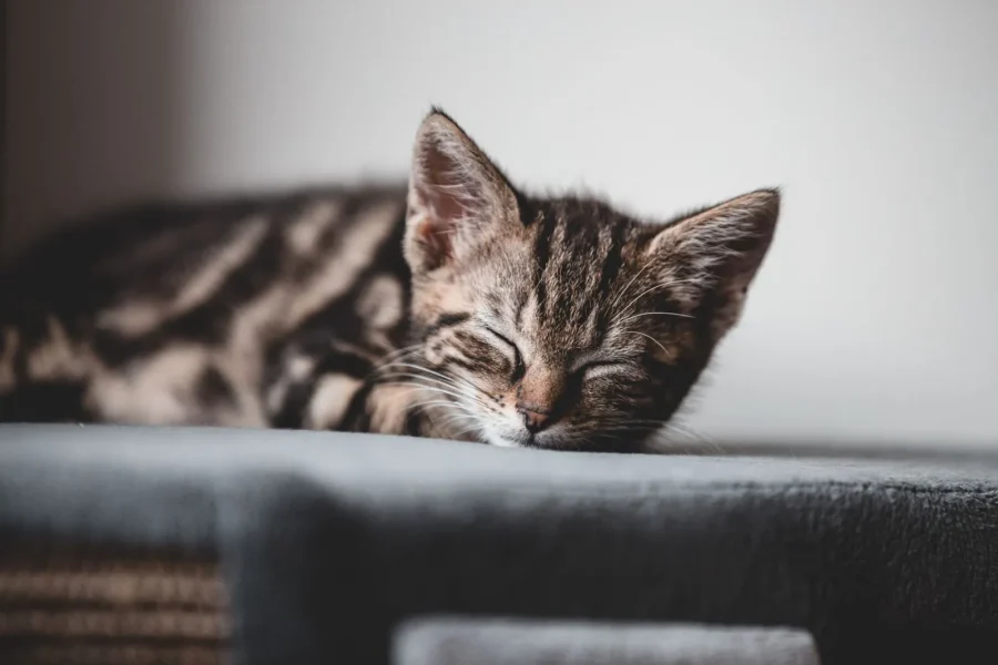Cat sleeping curled up — 5 amazing facts about cat sleep habits