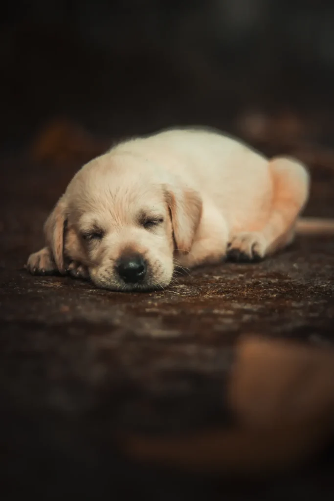 Why Is My Dog Sleeping So Much? 9 Possible Reasons 13 Tired puppy sleeping after play — puppies need up to 20 hours of sleep
